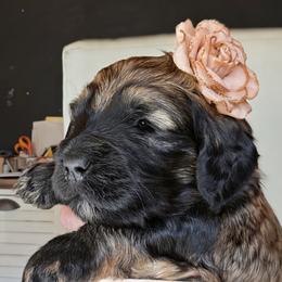 Naveen - Sable female Goldendoodle puppy in Pine Grove, California from Lundee Doodles