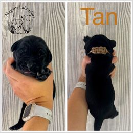 Tan - Black male Labrador Retriever puppy in Ste. Genevieve, Missouri from Megans Labradors