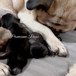 Sophie - Fawn female Pug puppy in Shady Hills, Florida from Premium Pugs