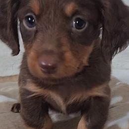 Tan Blanket - Chocolate and tan female Dachshund puppy in Ridge, New York from Tracy's Puppy Club