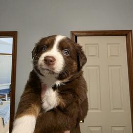 Rorik - Red tri-color male Australian Shepherd puppy in Oak Ridge, Missouri from Myers Farm Aussies