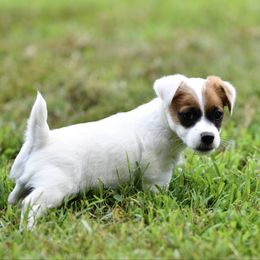 Basil - White and tan male Russell Terrier puppy in Andover, Connecticut from Frog Hollow Farm