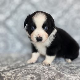 Phantom - Black & white male Miniature American Shepherd puppy in Noble, Oklahoma from Roserock Aussies