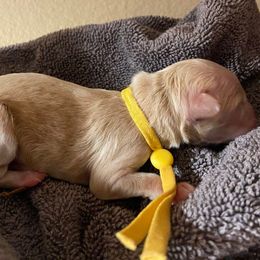 SmithDoodles BOY 3 - Cream male Goldendoodle puppy in Portland, Oregon from Smith Family Doodles