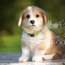 Green Collar - Red male Pembroke Welsh Corgi puppy in Terrell, Texas from Brynwood Pembroke Welsh Corgis