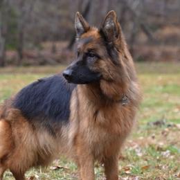 Xena - German Shepherd
