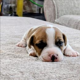 Rocky - White and tan male Russell Terrier puppy in Sandown, New Hampshire from Patch Wood Irish Jacks