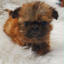 Lorenzo - Red male Shih Tzu puppy in Hillsdale, Michigan from Prairie Fen Farm