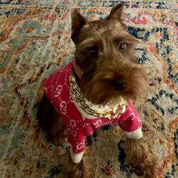 Miniature Schnauzers from Love Jones Miniature Schnauzer