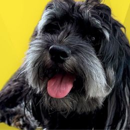 Cash - Havanese
