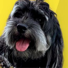 Cash - Havanese