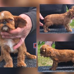 Charisma's strwberry wine - Red female English Toy Spaniel puppy in Glenwood City, Wisconsin from NyaStar