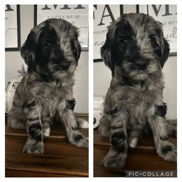 Goldendoodle Puppies from Silver Hill Farm SC