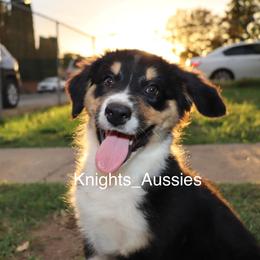 Australian Shepherd Puppies from Knight's Aussies