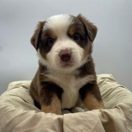 Dolly (Natural Tail) - Red tri female Miniature Australian Shepherd puppy in Liberty, South Carolina from Alexander Canines