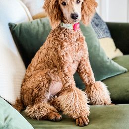 Freya - Poodle