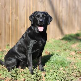 Ruby - Labrador Retriever