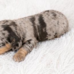 Dapple girl one - Dapple female Dachshund puppy in Wahiawa, Hawaii from Versatile Ohana