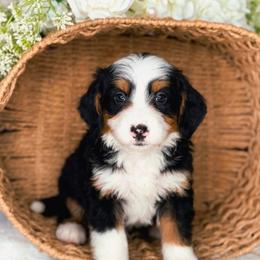 Lexus - female Bernedoodle puppy in West Jordan, Utah from Doodles Friend