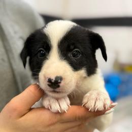 Green - Black and white male Border Collie puppy in Tallmadge, Ohio from Premier Dobermans