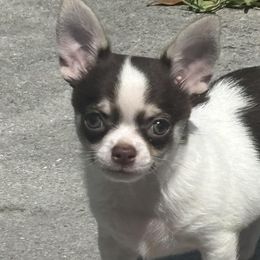 Chihuahuas from Gulfshore Chihuahuas