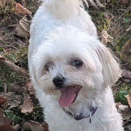 Maltese, Maltipoos, and Poodles from MountCarmelPuppies