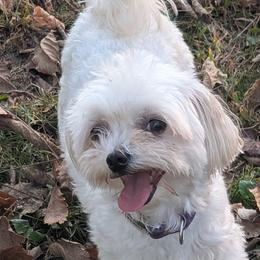 Maltese, Maltipoos, and Poodles from MountCarmelPuppies