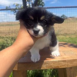 June - Black and tan female Pembroke Welsh Corgi puppy in Red Bluff, California from Wilder Ranch Corgis