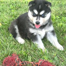 Lumi - Black and white female Siberian Husky puppy in Collins, Iowa from Homegrown Huskies