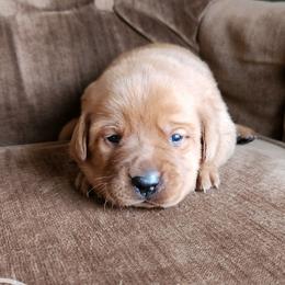 Labrador Retriever puppies from Red Fox Mountain