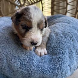 Bunni - Blue merle female Australian Shepherd puppy in Grants Pass, Oregon from Carmel Mountain Aussies