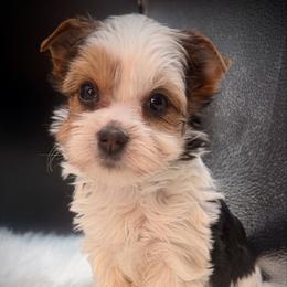 Lexi baby girl - Parti female Yorkshire Terrier puppy in Machesney Park, Illinois from Three Yorkie Family