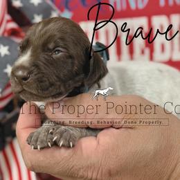 Brave - male German Shorthaired Pointer puppy in Six Mile, South Carolina from The Proper Pointer Co.