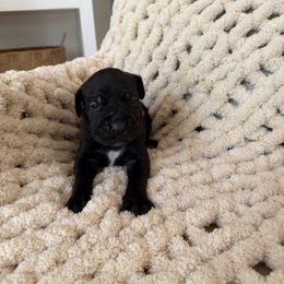 RED - Black male Cane Corso puppy in Plymouth, California from The Dorado Ranch