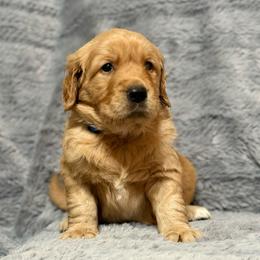 True - Dark golden male Golden Retriever puppy in Salt Lake City, Utah from Soaring golden retrievers