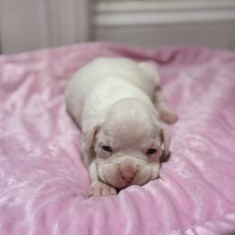 Girl 3 - White female Boxer puppy in Prestonsburg, Kentucky from Bre’s Boxers