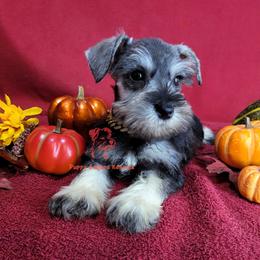 Boy 1 - male Miniature Schnauzer puppy in Daphne, Alabama from Puppy Sugars Kennels