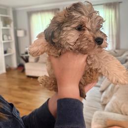 Miniature Schnauzer and Schnoodle Puppies from Shannon Johnson