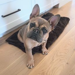 Hazel - French Bulldog