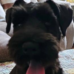 Australian Cattle Dogs and Miniature Schnauzers from B & E Farms
