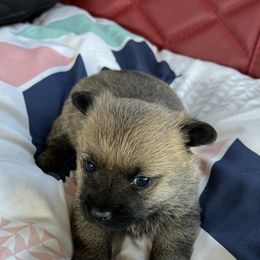 Cairn Terrier Puppies from Shining Waters Farm