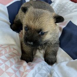 Cairn Terrier Puppies from Shining Waters Farm