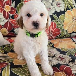 Pibb - Parti male Goldendoodle puppy in Fordland, Missouri from K&K's Puppy Kingdom