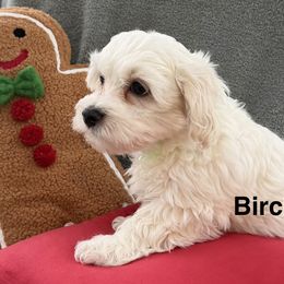 Birch - White male Coton de Tulear puppy in Ludington, Michigan from Cotten's Sunset Kennels