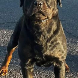 Toby - Rottweiler