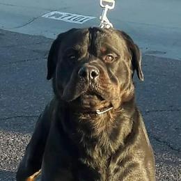 Toby - Rottweiler