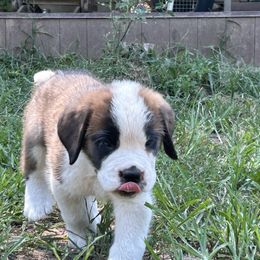 Ray - Mahogany and white male Saint Bernard puppy in Warrensburg, Missouri from Hirt House Saints