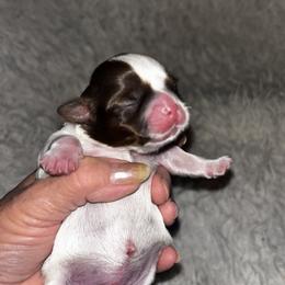 Boy 2      2000 Pet Only or 2800 Full Rights - Tricolor male Shih Tzu puppy in Wooster, Ohio from Mending Hearts Shih Tzu's
