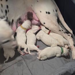 Girl 2 - White and black female Dalmatian puppy in Palmer, Massachusetts from Delaney's Dalmatians 2