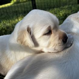 Girl 3 - female Labrador Retriever puppy in Nicholasville, Kentucky from Agape Acres Homestead English Labrador Retrievers